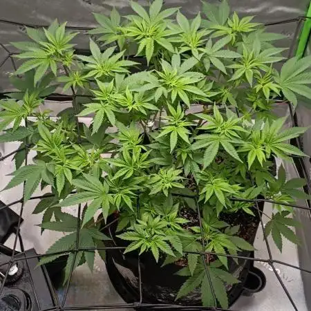 Alien OG