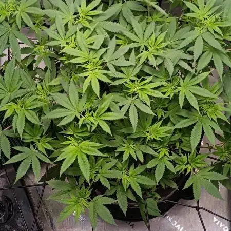 Alien OG