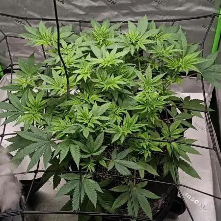 Alien OG