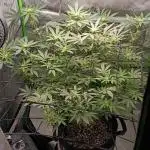 Alien OG