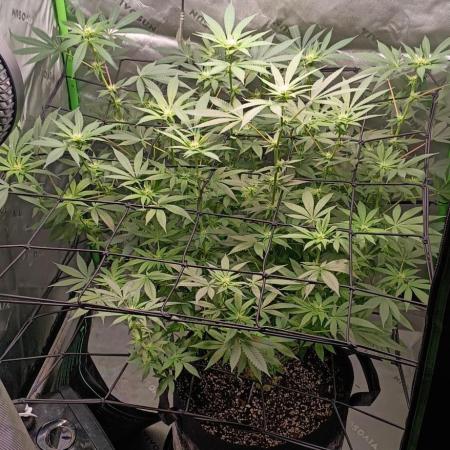 Alien OG