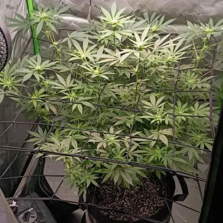 Alien OG