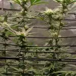 Alien OG