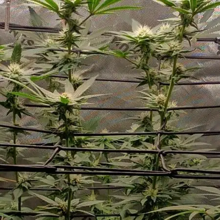 Alien OG