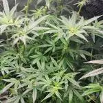 Jawbreaker seed!