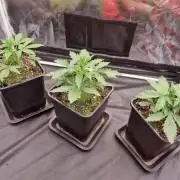 Purple Lemonade Auto Fast Buds