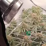 Barney's Only 320w Indoor Grow