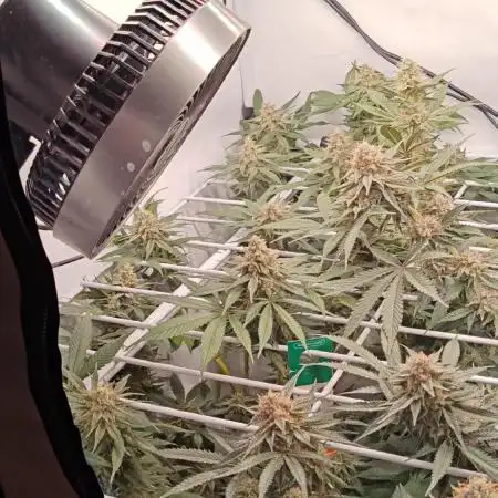 Barney's Only 320w Indoor Grow