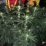 Gorilla Girl Gorilla Zkittles Wedding Ca