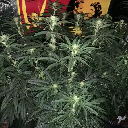 Gorilla Girl Gorilla Zkittles Wedding Ca