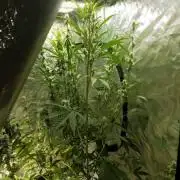 Auto northern cheese haze 