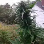 Nuken