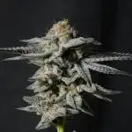 Blueberry Muffin Growroom21 Cut