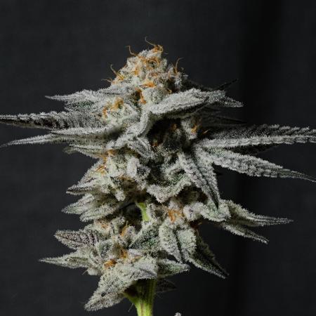 Blueberry Muffin Growroom21 Cut