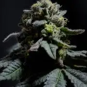 Ridgeline Throbber Phenohunt EU 2025