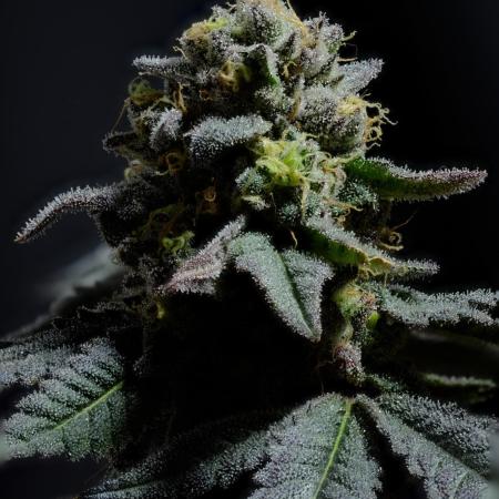 Ridgeline Throbber Phenohunt EU 2025