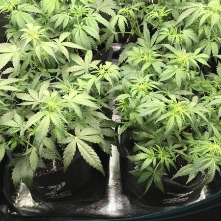 Lemon Haze Auto - Kannabia