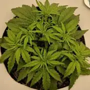 RQS Milky Way F1