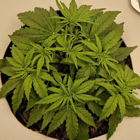 RQS Milky Way F1