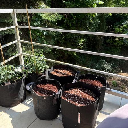 Fast Buds Autoflowers 0-24light schedule