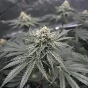 Orange Creampop - HSC