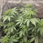 Ken´s Original Grand Daddy Purp (fem.)