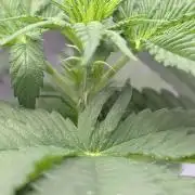 Wizard Trees - Studio Cherry