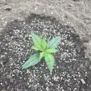 2nd Try Outdoor - Brutalis Auto