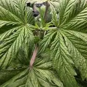 Pandora Auto - Paradise Seeds