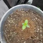 Wizard Trees - Studio Cherry