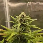 Slamberry - Speedrun Seeds