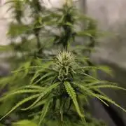 Pandora Auto - Paradise Seeds