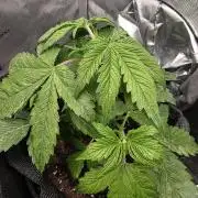 Pandora Auto - Paradise Seeds