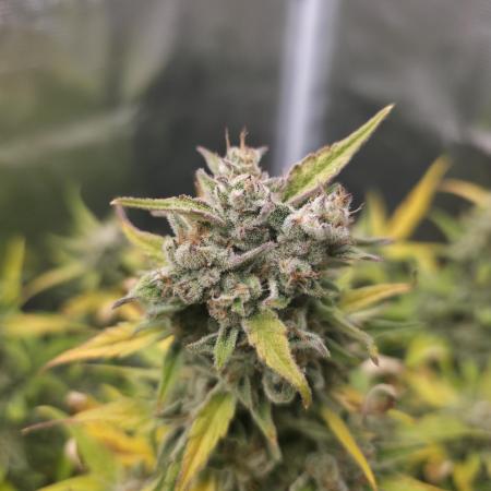 Amnesia Bilbo Auto - Genehtik