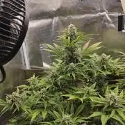 Slamberry - Speedrun Seeds