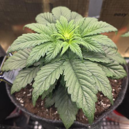 Strawberry Kiss - Mephisto Genetics