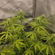 Pandora Auto - Paradise Seeds