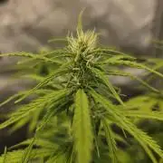 Pandora Auto - Paradise Seeds