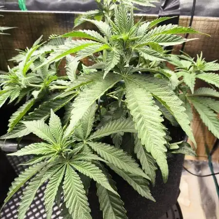 Purple #1 regular
