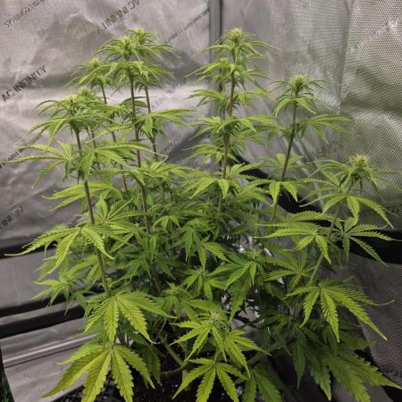 Pandora Auto - Paradise Seeds