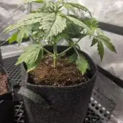 Pandora Auto - Paradise Seeds