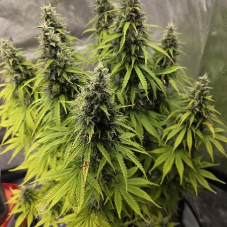 Pandora Auto - Paradise Seeds