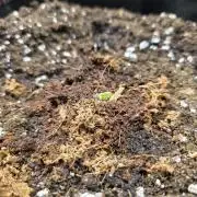 Strawberry Kiss - Mephisto Genetics