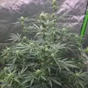Ken´s Original Grand Daddy Purp (fem.)
