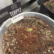 Wizard Trees - Studio Cherry