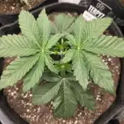 Wizard Trees - Studio Cherry