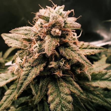 Strawberry Cheesecake Auto - HSC