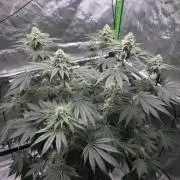 Orange Creampop - HSC