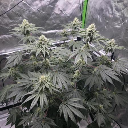 Orange Creampop - HSC