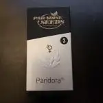 Pandora Auto - Paradise Seeds